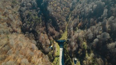 Avrupa 'da güzel renkli yoğun orman