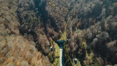 Avrupa 'da güzel renkli yoğun orman