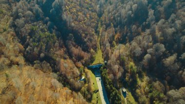 Avrupa 'da güzel renkli yoğun orman