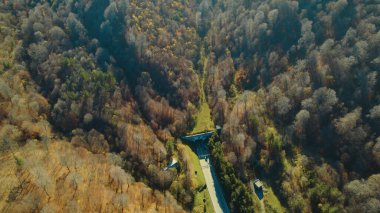 Avrupa 'da güzel renkli yoğun orman