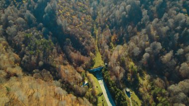 Avrupa 'da güzel renkli yoğun orman
