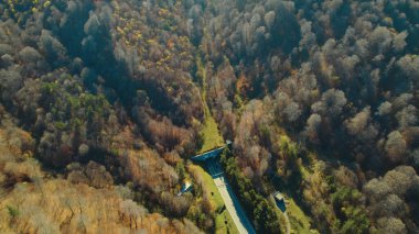 Avrupa 'da güzel renkli yoğun orman