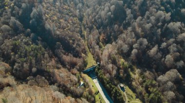 Avrupa 'da güzel renkli yoğun orman