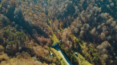 Avrupa 'da güzel renkli yoğun orman