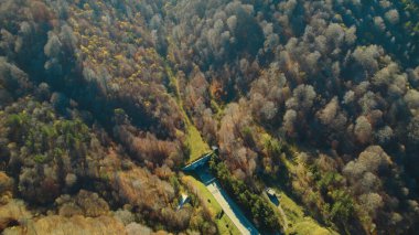 Avrupa 'da güzel renkli yoğun orman