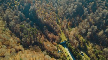 Avrupa 'da güzel renkli yoğun orman