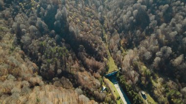 Avrupa 'da güzel renkli yoğun orman