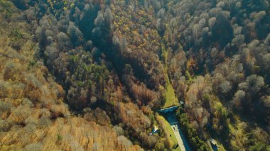 Avrupa 'da güzel renkli yoğun orman