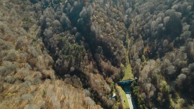 Avrupa 'da güzel renkli yoğun orman