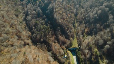 Avrupa 'da güzel renkli yoğun orman
