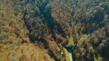 Avrupa 'da güzel renkli yoğun orman