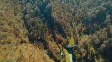 Avrupa 'da güzel renkli yoğun orman