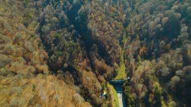 Avrupa 'da güzel renkli yoğun orman