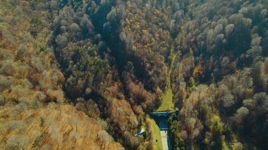 Avrupa 'da güzel renkli yoğun orman