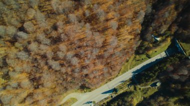 Avrupa 'da güzel renkli yoğun orman