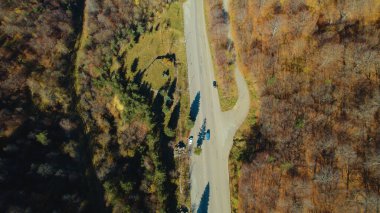 Avrupa 'da güzel renkli yoğun orman