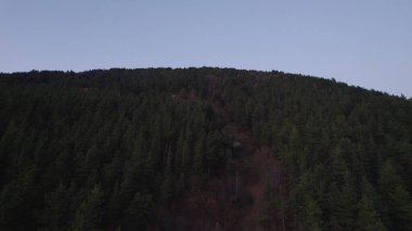 Avrupa 'da güzel renkli yoğun orman