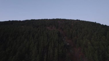 Avrupa 'da güzel renkli yoğun orman