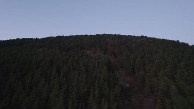 Avrupa 'da güzel renkli yoğun orman