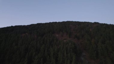 Avrupa 'da güzel renkli yoğun orman