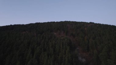 Avrupa 'da güzel renkli yoğun orman