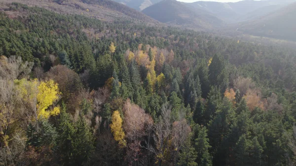 Hermoso Bosque Denso Colorido Europa —  Fotos de Stock