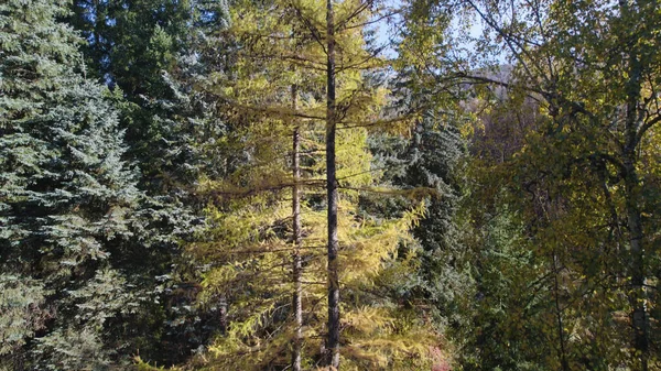 Gyönyörű Színes Sűrű Erdő Európában — Stock Fotó