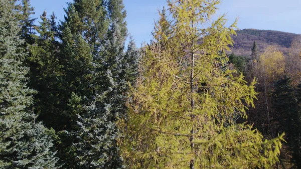 Hermoso Bosque Denso Colorido Europa — Foto de Stock