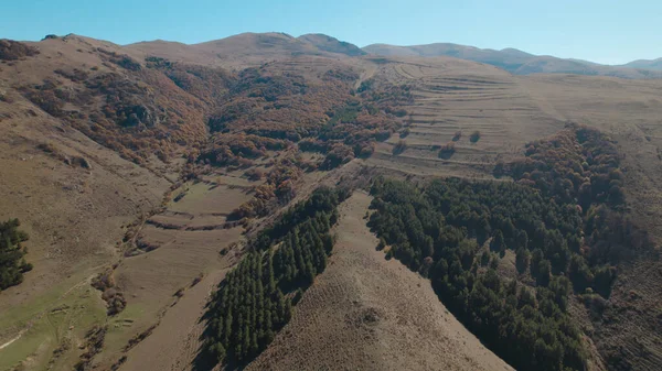 Avrupa 'da güzel renkli yoğun orman