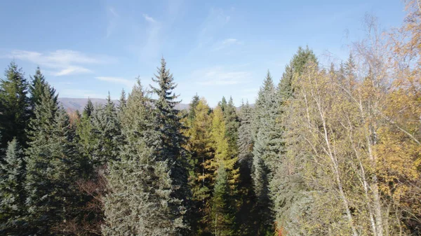 Hermoso Bosque Denso Colorido Europa — Foto de Stock