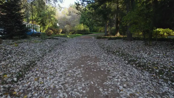 Bella Foresta Densa Colorata Europa — Foto Stock