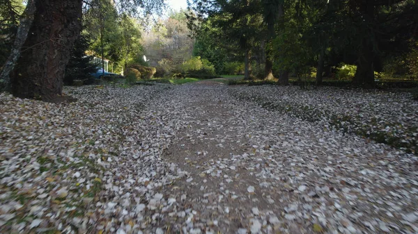 Vacker Färgstark Tät Skog Europa — Stockfoto