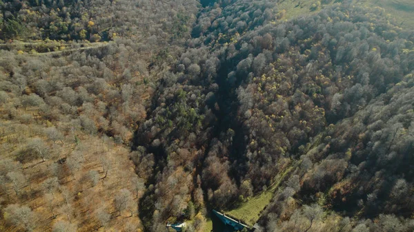 Avrupa 'da güzel renkli yoğun orman