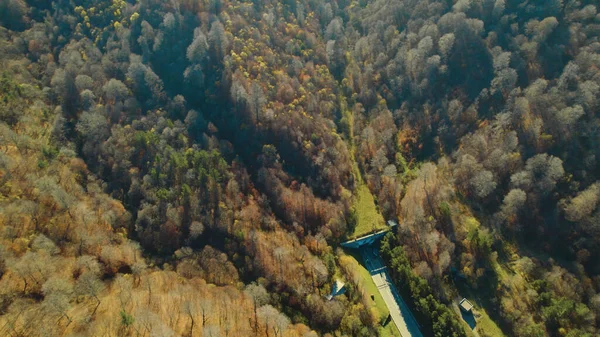 Piękny Kolorowy Gęsty Las Europie — Zdjęcie stockowe