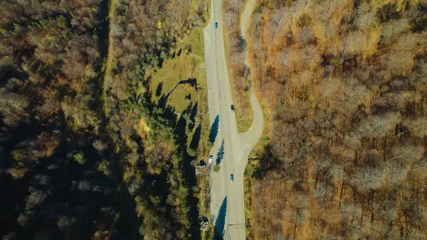 Avrupa 'da güzel renkli yoğun orman