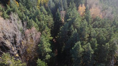 Avrupa 'da güzel renkli yoğun orman