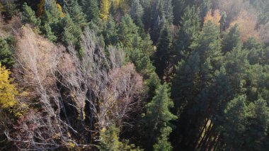 Avrupa 'da güzel renkli yoğun orman