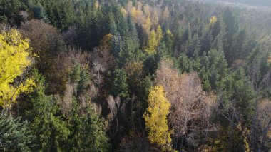 Avrupa 'da güzel renkli yoğun orman