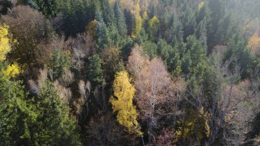 Avrupa 'da güzel renkli yoğun orman
