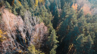 Avrupa 'da güzel renkli yoğun orman