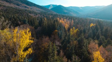 Avrupa 'da güzel renkli yoğun orman