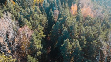 Avrupa 'da güzel renkli yoğun orman