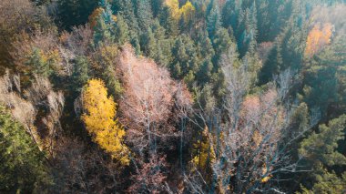 Avrupa 'da güzel renkli yoğun orman