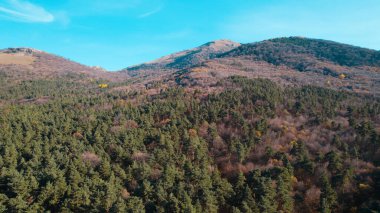 Avrupa 'da güzel renkli yoğun orman