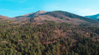 Avrupa 'da güzel renkli yoğun orman