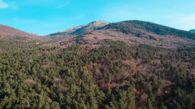 Avrupa 'da güzel renkli yoğun orman