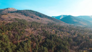 Avrupa 'da güzel renkli yoğun orman
