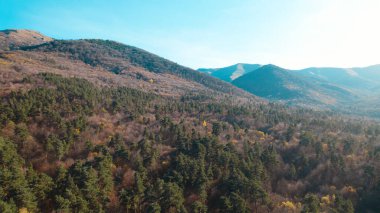 Avrupa 'da güzel renkli yoğun orman