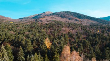 Avrupa 'da güzel renkli yoğun orman