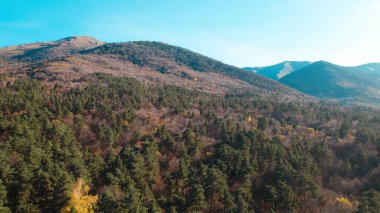 Avrupa 'da güzel renkli yoğun orman